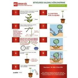 Köklendirme Hormonu 2000ppm (50 gr) toz Kullanıma Hazır