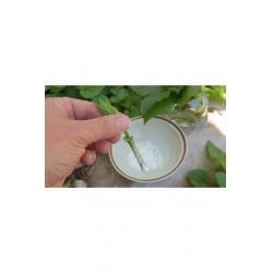 Köklendirme Hormonu İba İndol 2000ppm (100 gr) toz Kullanıma Hazır